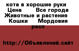 кота в хорошие руки › Цена ­ 0 - Все города Животные и растения » Кошки   . Мордовия респ.